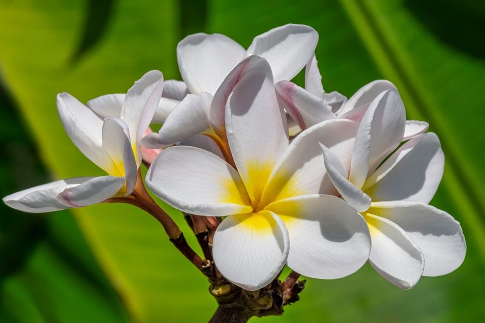 White Plumeria